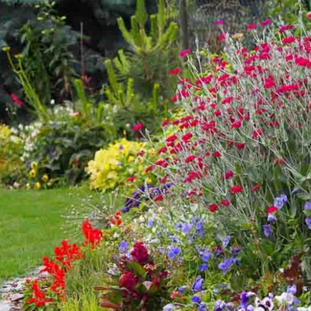 Rose Campion  10 plants for $20